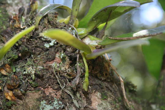 Image of Bulbophyllum elliotii Rolfe