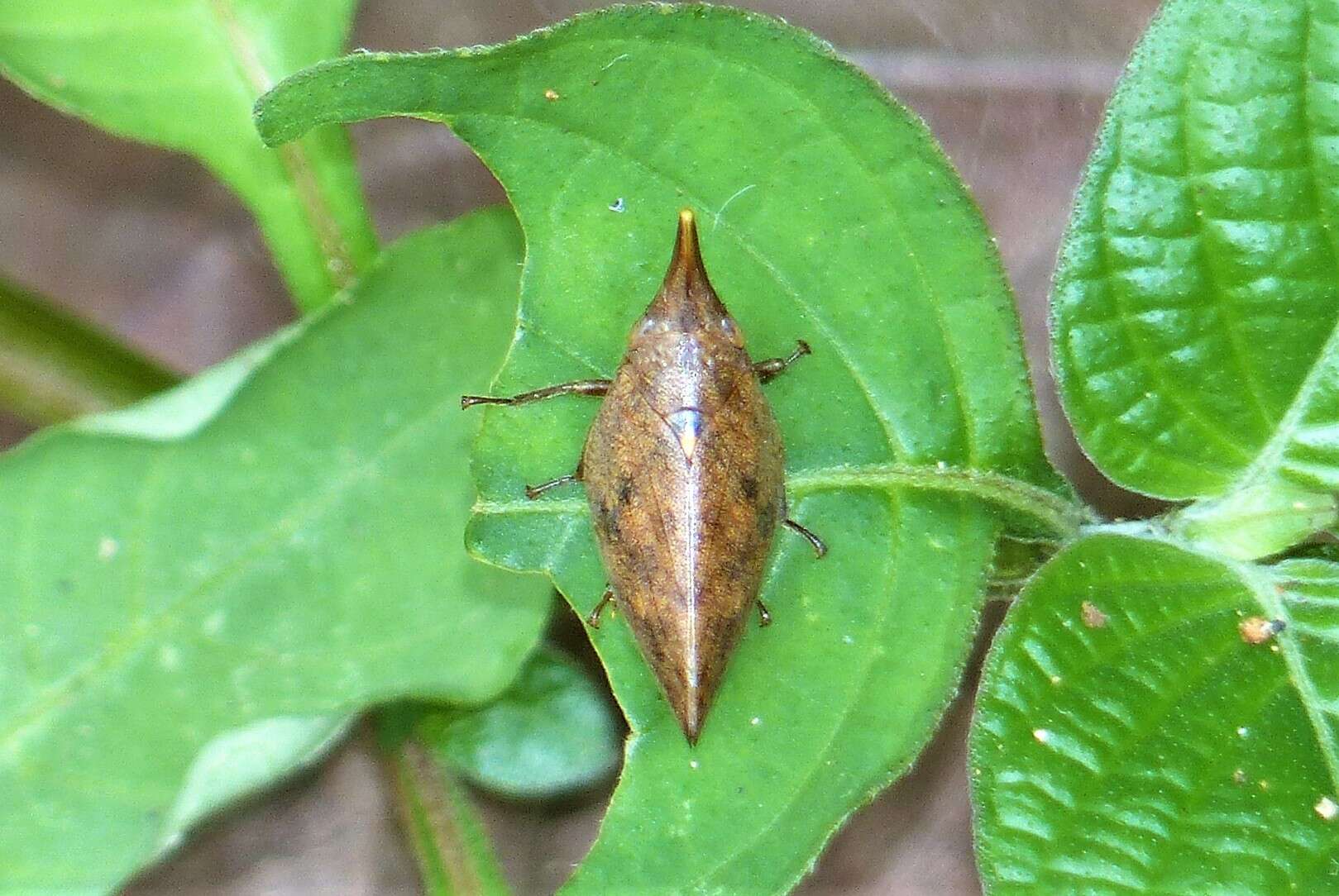 Image of Philagra fusiformis (Walker 1858)