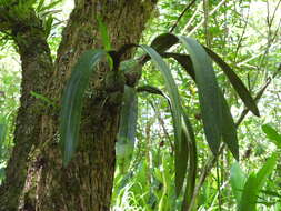 Image de Encyclia candollei (Lindl.) Schltr.