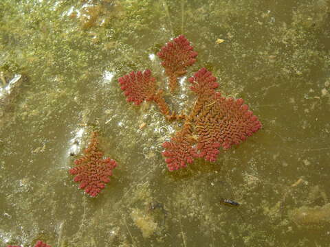 صورة Azolla pinnata subsp. africana (Desv.) R. M. K. Saunders & K. Fowler