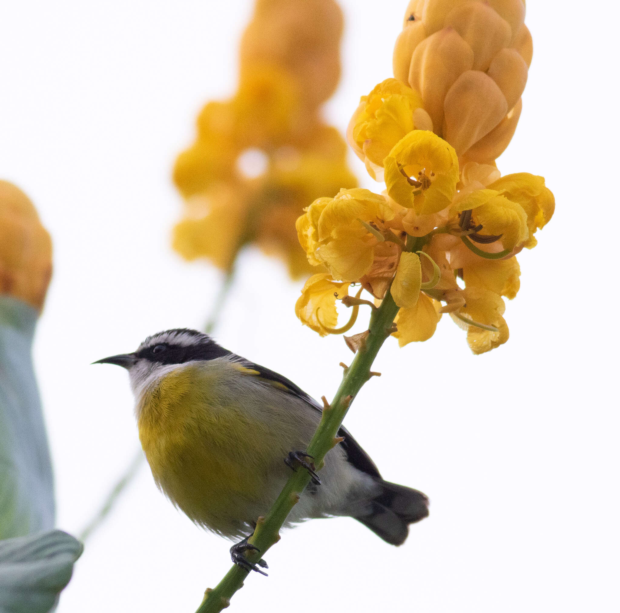 Coereba flaveola caboti (Baird & SF 1873) resmi