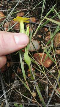 Image de Sebaea grandis (E. Mey.) Steud.