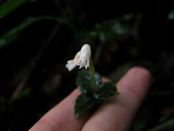 Image of Myrmechis gracilis (Blume) Blume