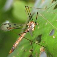 Imagem de Limnophilella serotina (Alexander 1922)