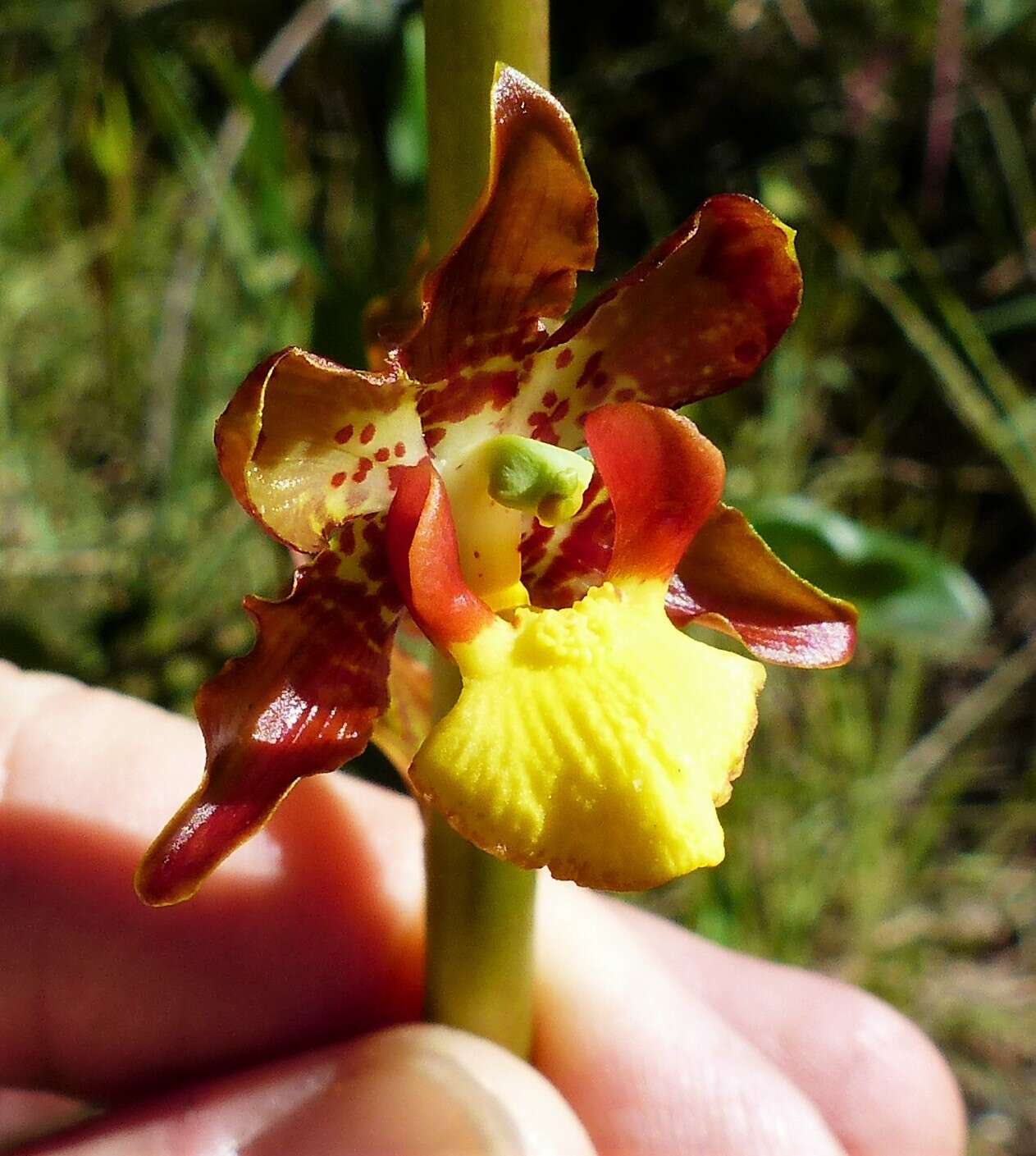 Image of Cyrtopodium eugenii Rchb. fil. & Warm.