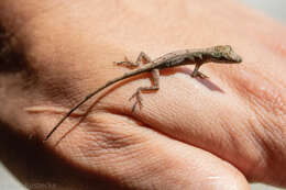 Image of Anolis umbrivagus Bernal-carlo & Roze 2005