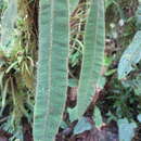 Image of Elaphoglossum sprucei (Bak.) Diels