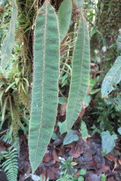 Слика од Elaphoglossum sprucei (Bak.) Diels