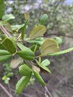 Image of Brachylaena ilicifolia (Lam.) Phill. & Schweick.