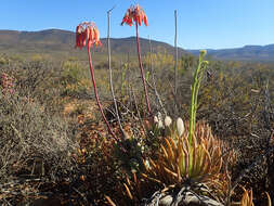 Image of Tylecodon wallichii subsp. wallichii