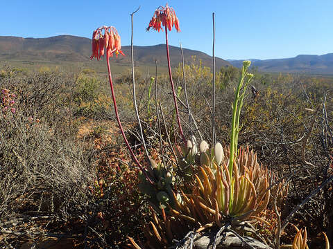 Image of Tylecodon wallichii subsp. wallichii