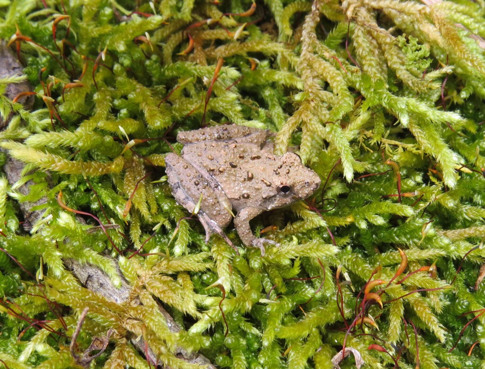 Image of Northern Cricket Frog