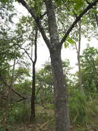 Image of Buchanania axillaris (Desr.) T. P. Ramamoorthy
