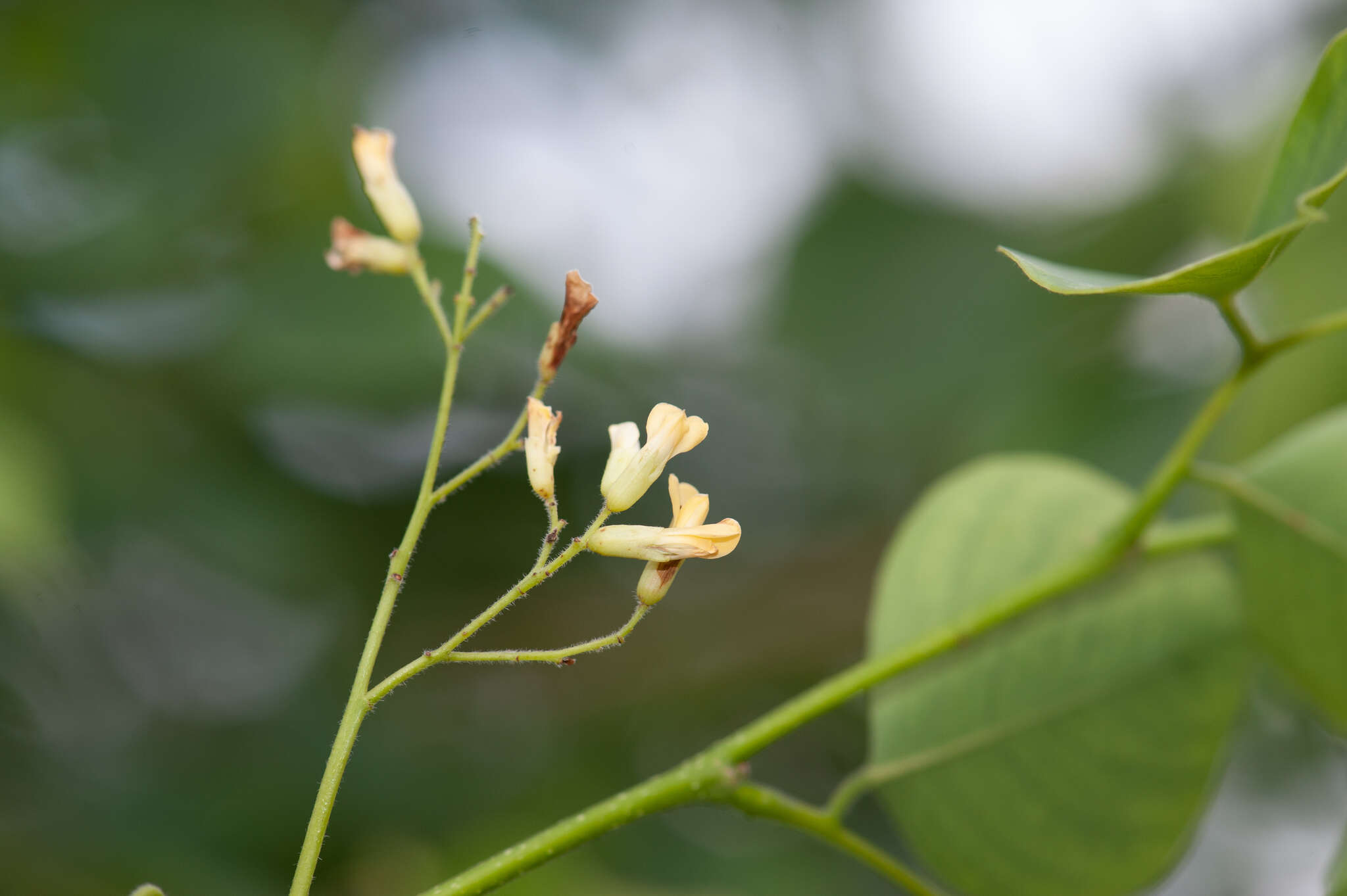 Image of Indian rosewood