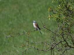 Image of Red-backed Shrike