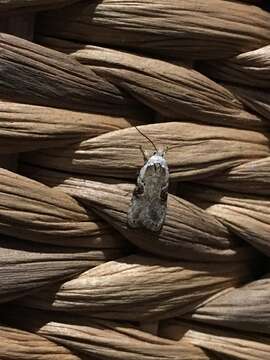 Image of Poison Hemlock Moth