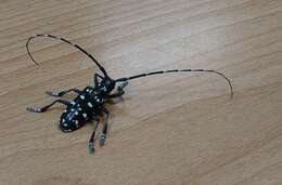 Image of Citrus long-horned beetle