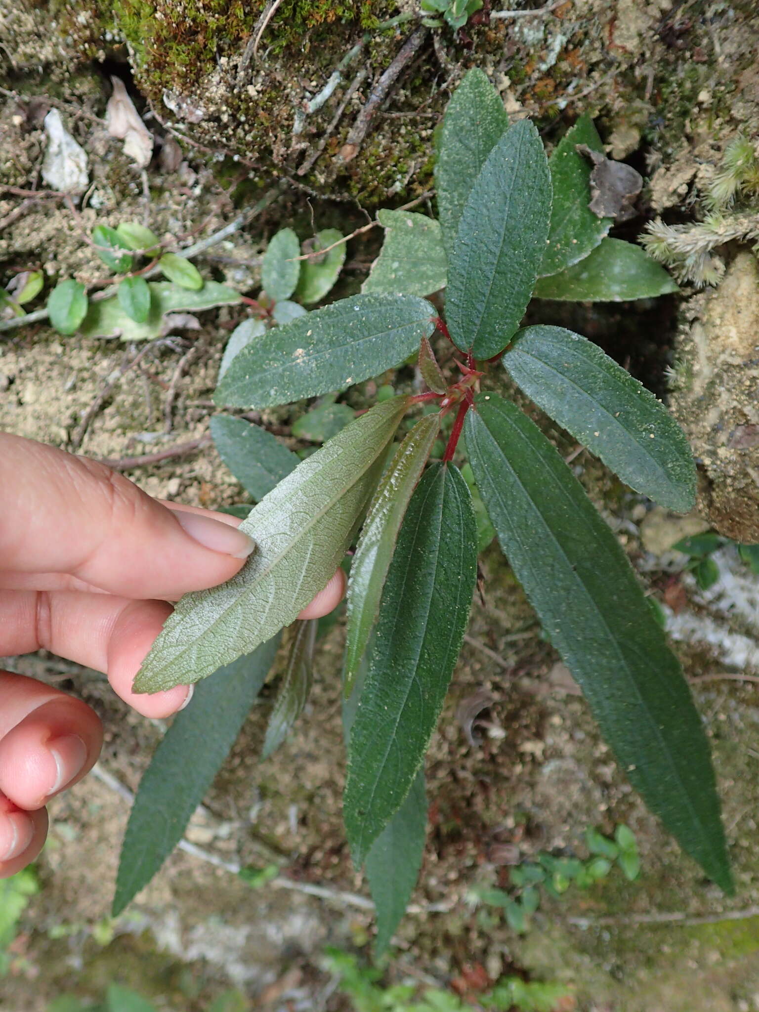 Image of Boehmeria densiflora Hook. & Arn.