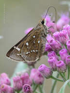 Image of Loammi Skipper