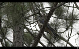 Image of Pacific Baza