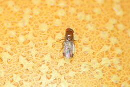 Image of Cherry drosophila