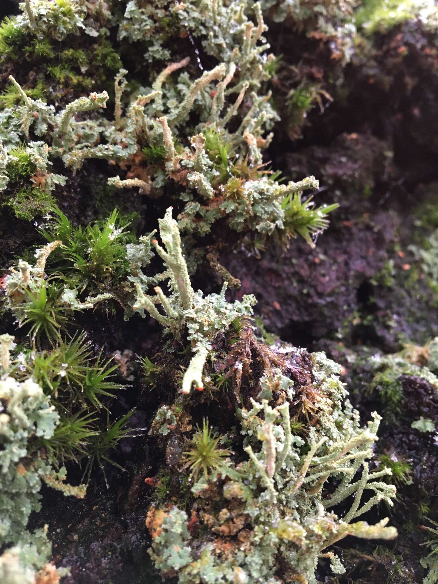 Image of Cladonia polydactyla (Flörke) Spreng.