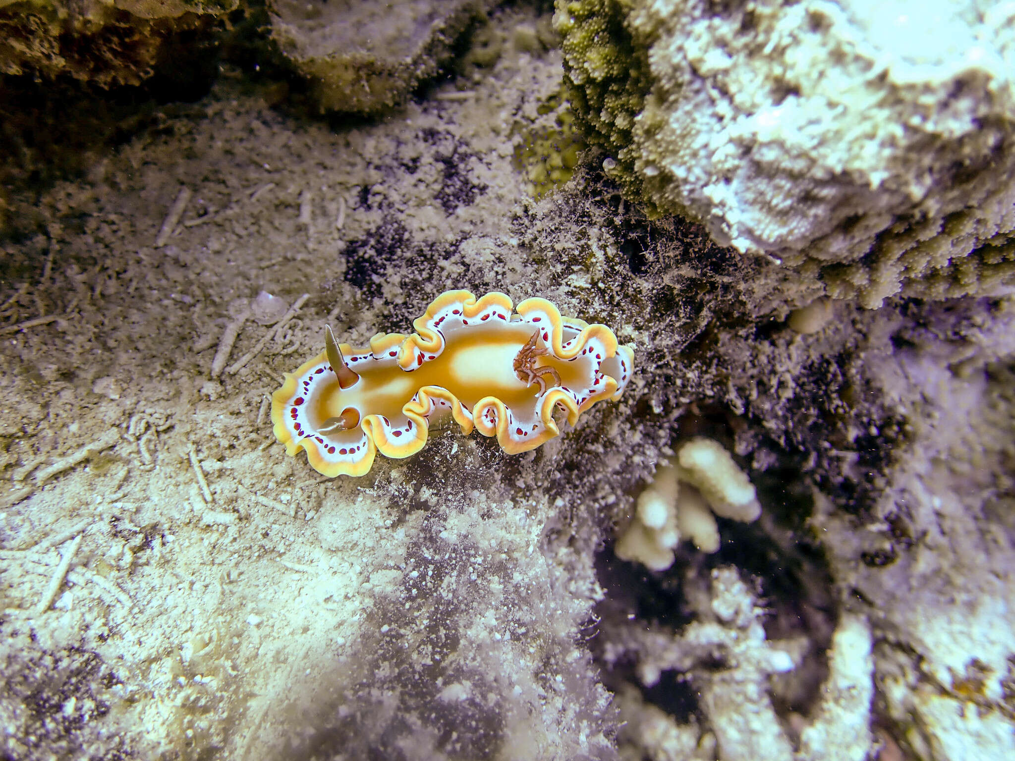 Image of Ardeadoris cruenta (Rudman 1986)