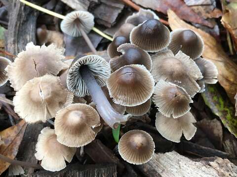 Imagem de Mycena leptocephala (Pers.) Gillet 1876