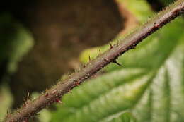 Image of Rubus dasyphyllus (Rogers) Rogers