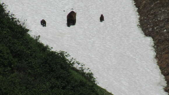 Image of Kamchatka brown bear