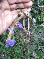 Image of Tillandsia duratii Vis.