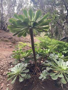 Image of Aeonium ciliatum (Willd.) Webb & Berth.