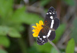 Image of Castilia myia Hewitson 1864