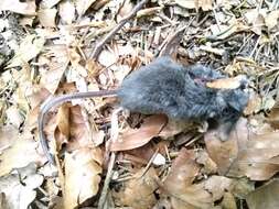 Image of Alpine Shrew