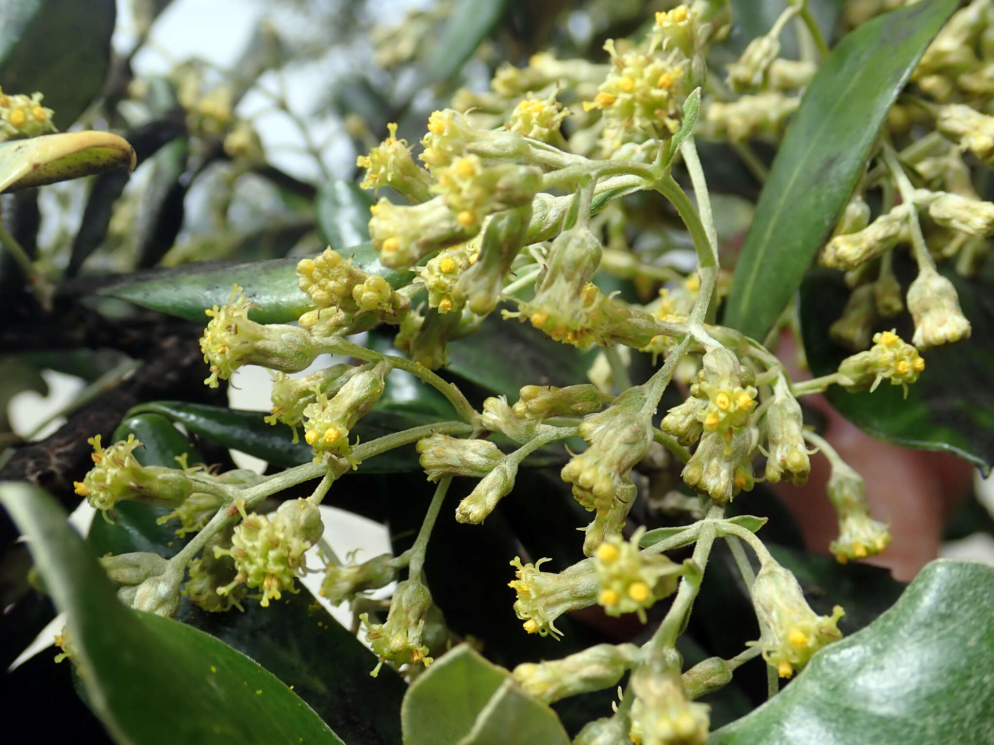 Image of <i>Olearia traversiorum</i>