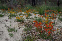 Image of Anigozanthos humilis subsp. humilis