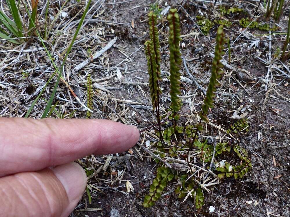 Image of Lindsaea linearis Sw.