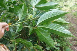 Image de Melicope semecarpifolia (Merr.) T. G. Hartley