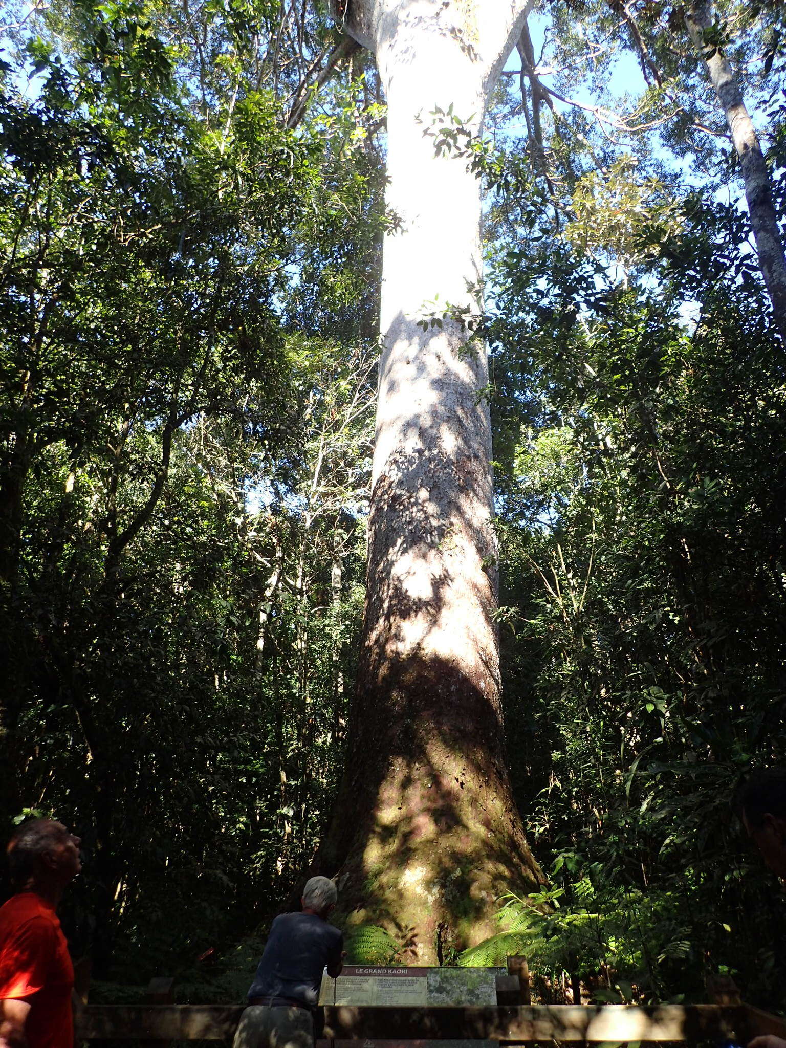 Image of Koghis Kauri