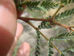 Image of feather tree