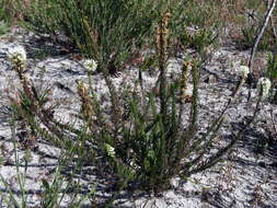 Image of Fringe Falseslugwort