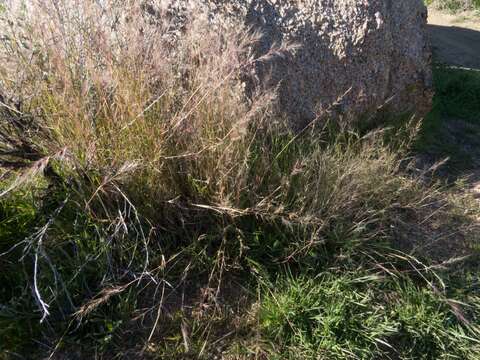 Plancia ëd Muhlenbergia microsperma (DC.) Kunth