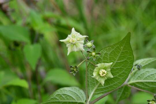 Image of creeping false holly