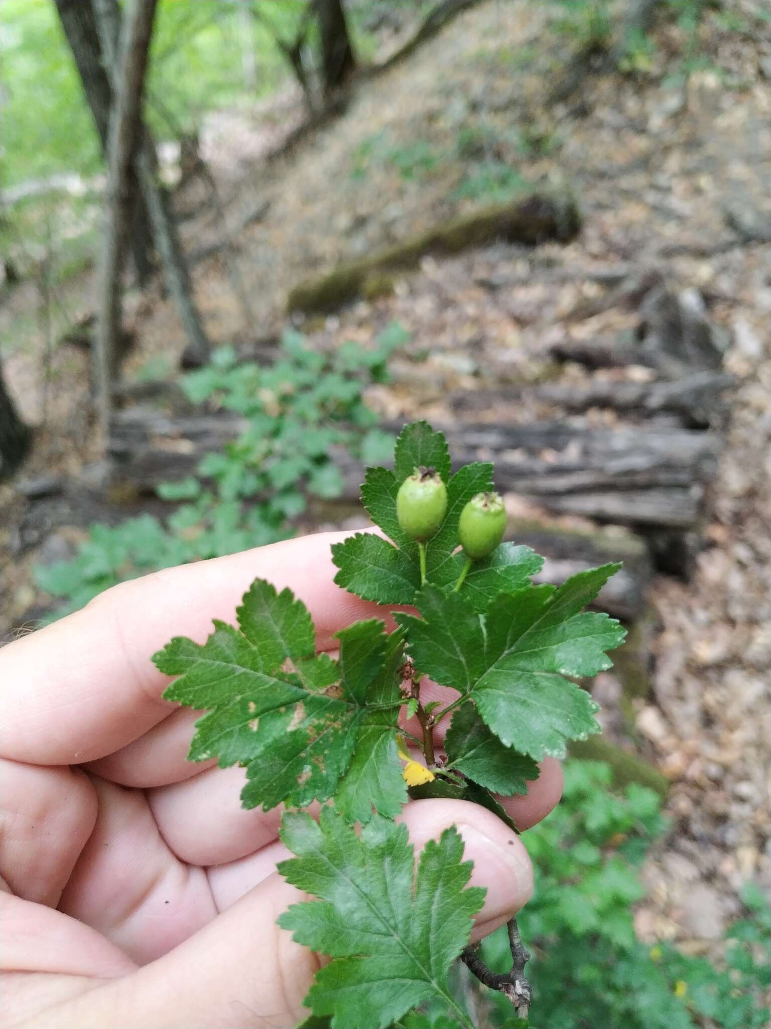 Image of Crataegus microphylla C. Koch