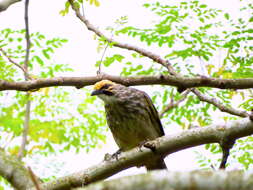 Image of Straw-crowned Bulbul