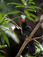 Image of Black-throated Grosbeak