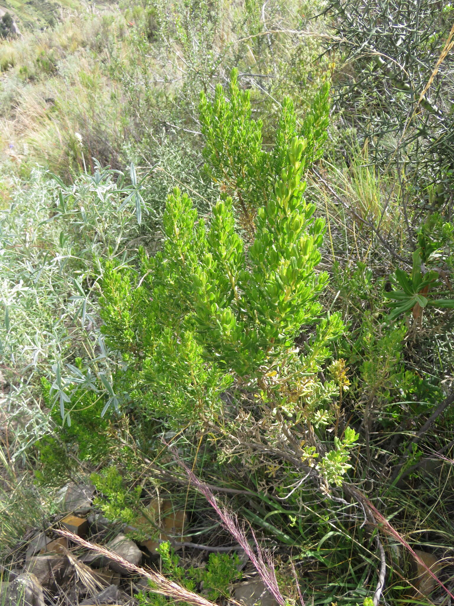 Image of Baccharis linearifolia (Lam.) Pers.