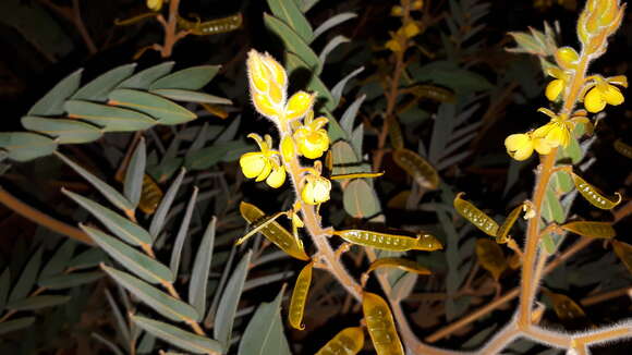 Image of <i>Senna notabilis</i>