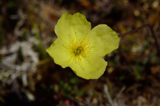 Слика од Papaver pulvinatum subsp. lenaense A. I. Tolmachev