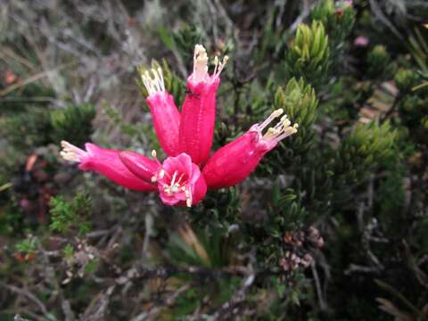 Image of Bejaria resinosa Mutis ex L. fil.